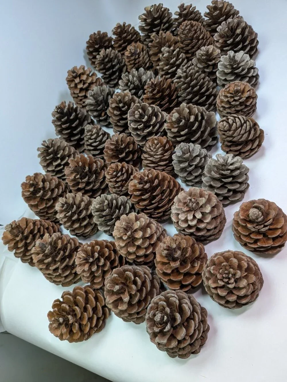 40 Extra Thick Natural Real Pinecones 3